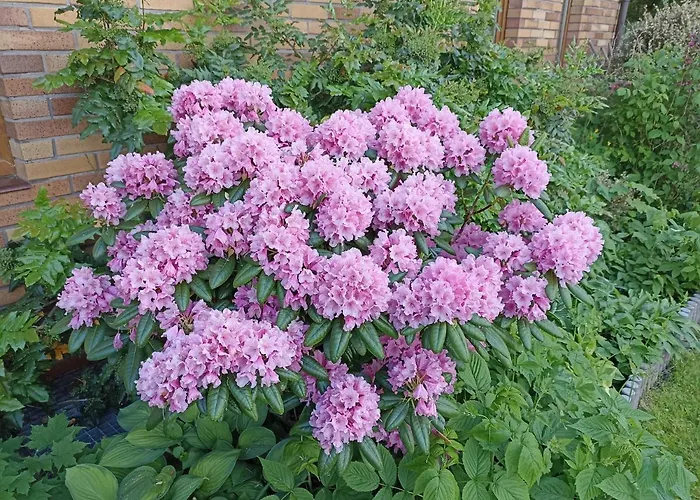 Dom Turysty Na Skarpie Malbork